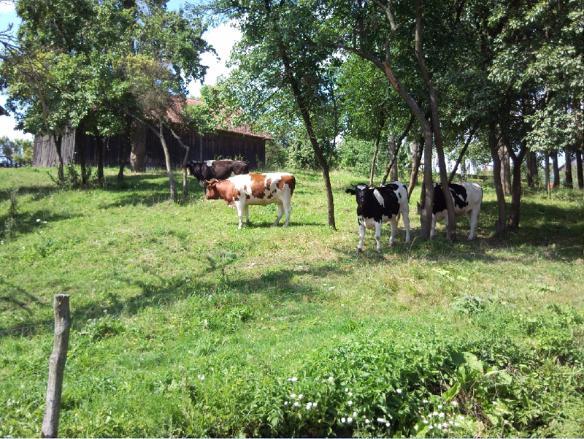 Fajne Miejsce Villa Jeziorany Ngoại thất bức ảnh